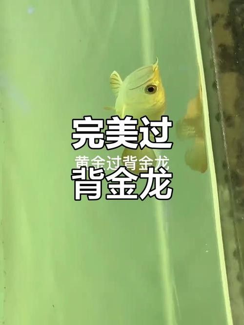 金龍魚芯片有哪些型號