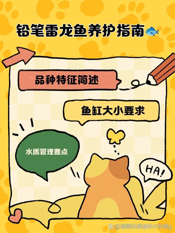 鉛筆雷龍魚最佳飼養(yǎng)環(huán)境 鉛筆雷龍魚最佳飼養(yǎng)環(huán)境 龍魚百科 第1張