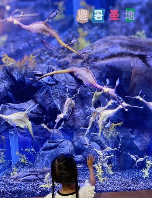 美亞特水族館的營業時間是？（亞特蘭大佐治亞水族館游玩攻略） 美亞特水族館的營業時間是？（亞特蘭大佐治亞水族館游玩攻略） 龍魚百科 第6張