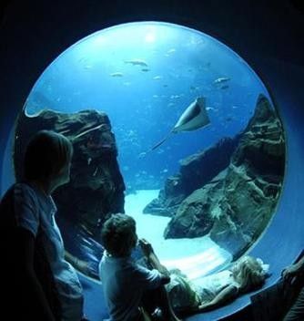 美亞特水族館的營業時間是？（亞特蘭大佐治亞水族館游玩攻略） 美亞特水族館的營業時間是？（亞特蘭大佐治亞水族館游玩攻略） 龍魚百科 第1張