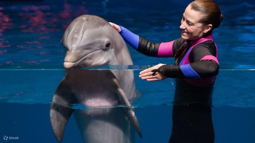 美亞特水族館的營業時間是？（亞特蘭大佐治亞水族館游玩攻略） 美亞特水族館的營業時間是？（亞特蘭大佐治亞水族館游玩攻略） 龍魚百科 第3張