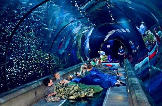 美亞特水族館的營業時間是？（亞特蘭大佐治亞水族館游玩攻略） 美亞特水族館的營業時間是？（亞特蘭大佐治亞水族館游玩攻略） 龍魚百科 第5張