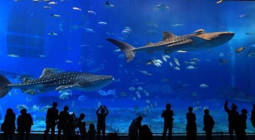 美亞特水族館的營業時間是？（亞特蘭大佐治亞水族館游玩攻略） 美亞特水族館的營業時間是？（亞特蘭大佐治亞水族館游玩攻略） 龍魚百科 第4張