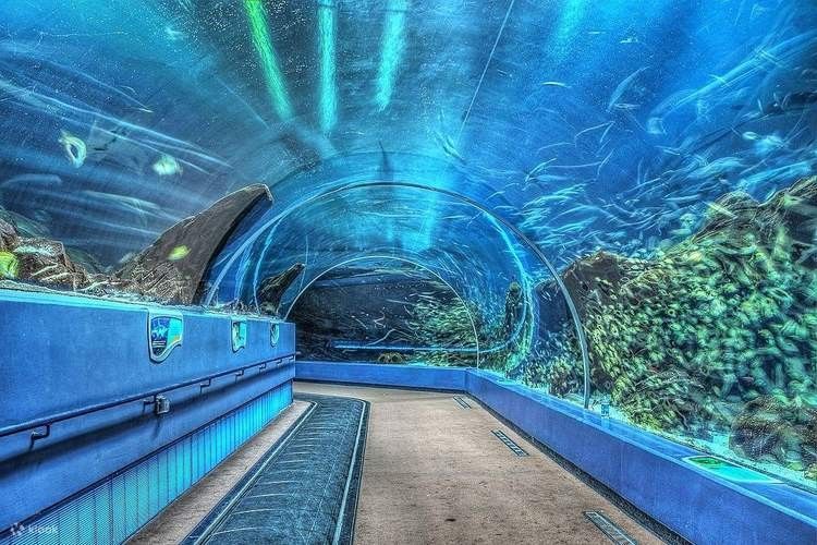 美亞特水族館的營業時間是？（亞特蘭大佐治亞水族館游玩攻略） 美亞特水族館的營業時間是？（亞特蘭大佐治亞水族館游玩攻略） 龍魚百科 第2張