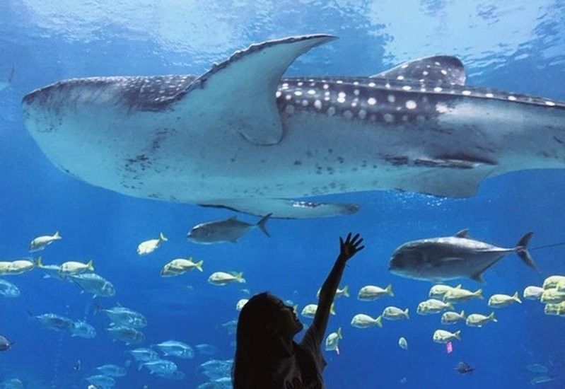 美亞特水族館的營業時間是？（亞特蘭大佐治亞水族館游玩攻略） 美亞特水族館的營業時間是？（亞特蘭大佐治亞水族館游玩攻略） 龍魚百科 第8張