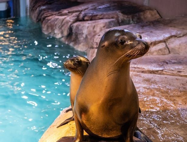 美亞特水族館的營業時間是？（亞特蘭大佐治亞水族館游玩攻略） 美亞特水族館的營業時間是？（亞特蘭大佐治亞水族館游玩攻略） 龍魚百科 第7張