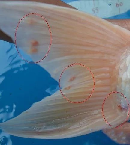 如何判斷龍魚痘痘類型（如何判斷龍魚痘痘的類型）