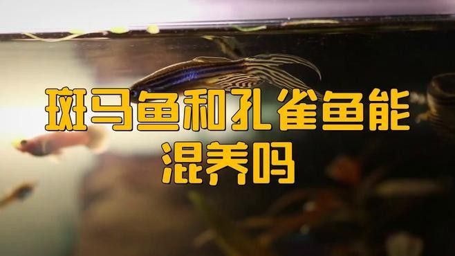 斑馬魚混養的最佳搭配有哪些？