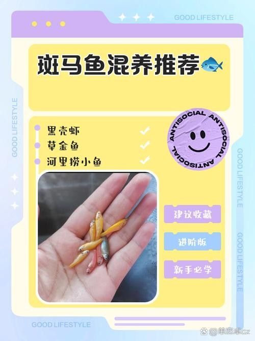 斑馬魚混養的最佳搭配有哪些？