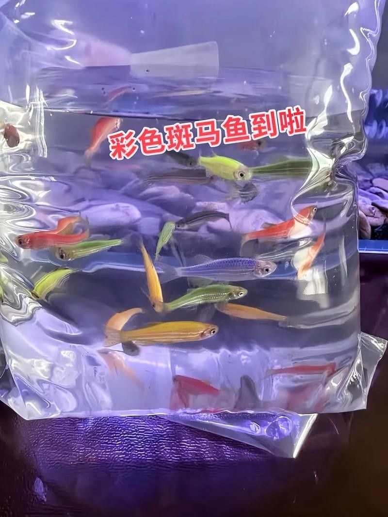 斑馬魚混養的最佳搭配有哪些？