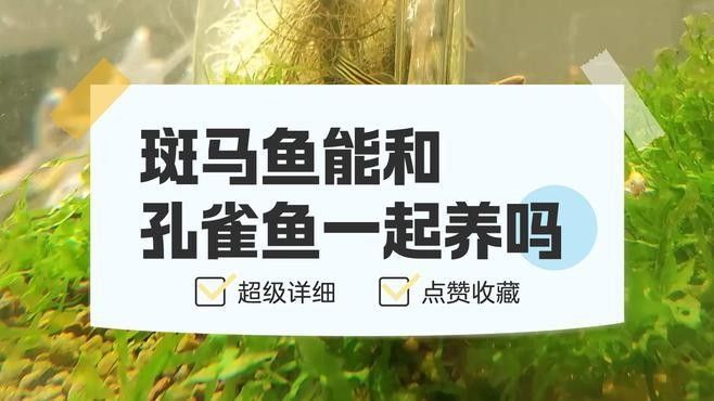 斑馬魚混養的最佳搭配有哪些？