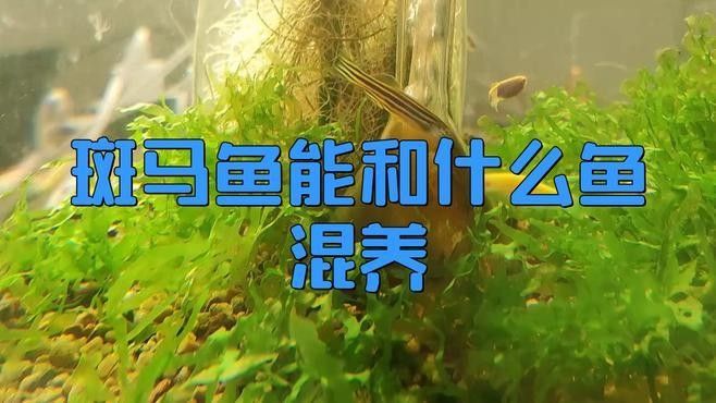斑馬魚混養的最佳搭配有哪些？
