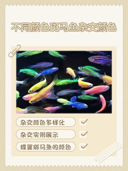 斑馬魚混養的最佳搭配有哪些？