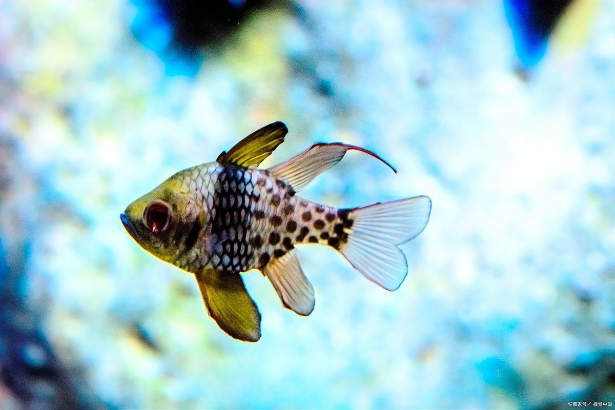 斑馬魚混養的最佳搭配有哪些？
