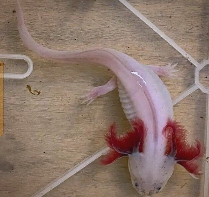 龍魚專用藥物使用注意事項（給龍魚下藥的八點建議）