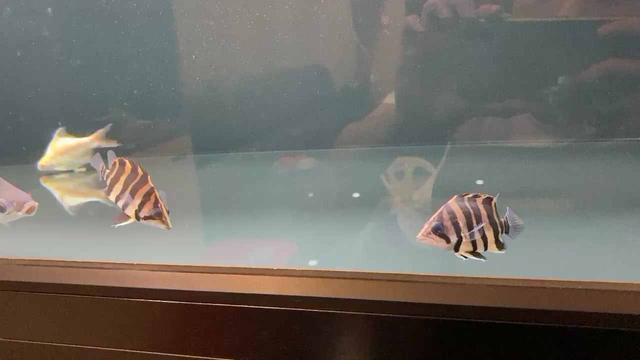 終于適應大缸小魚了