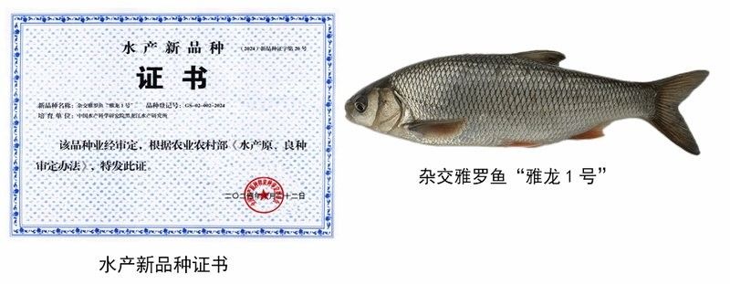 龍魚養(yǎng)殖技術(shù)有哪些突破 龍魚養(yǎng)殖技術(shù)有哪些突破 龍魚百科 第3張