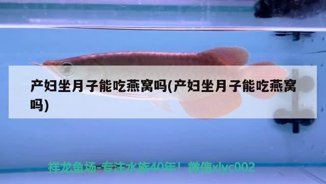 產婦坐月子能吃燕窩嗎(產婦坐月子能吃燕窩嗎)