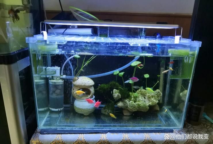巴西亞魚的最佳混養搭配