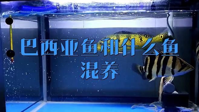 巴西亞魚的最佳混養搭配