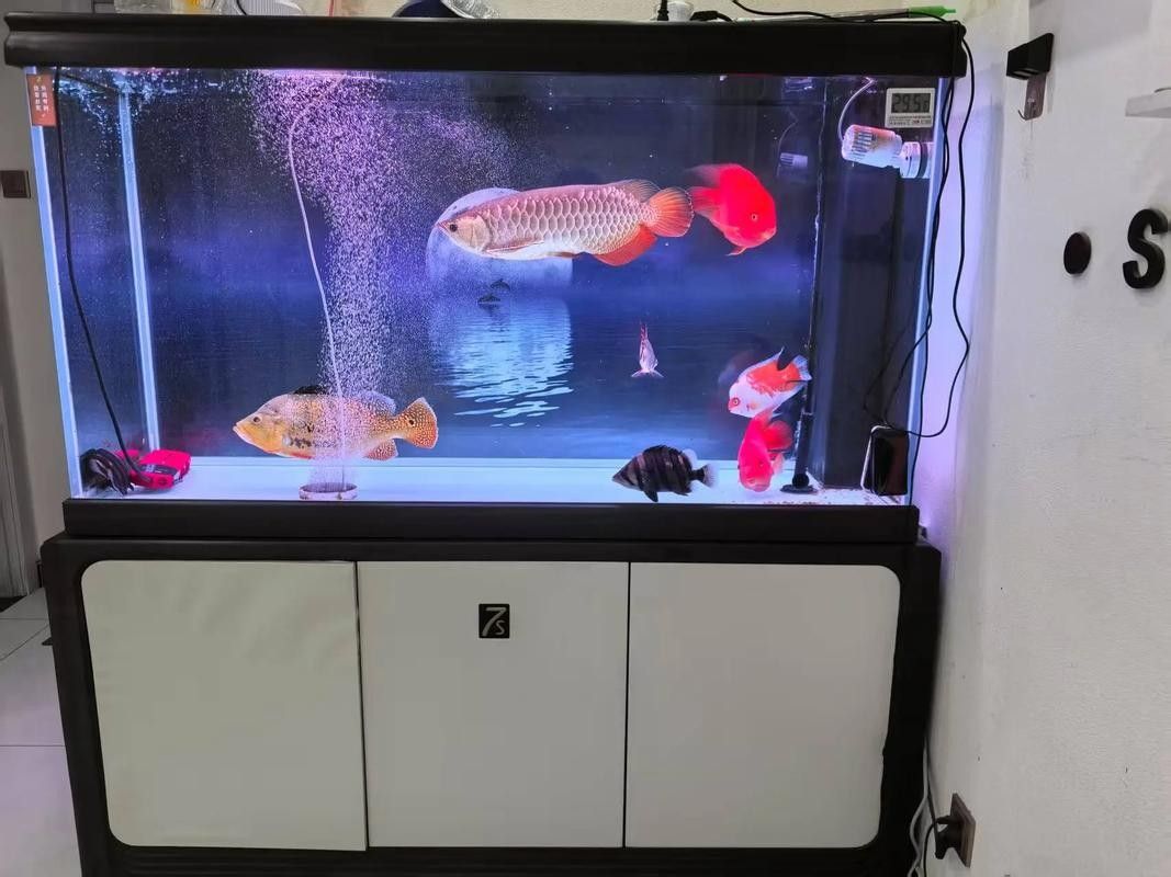 巴西亞魚的最佳混養搭配