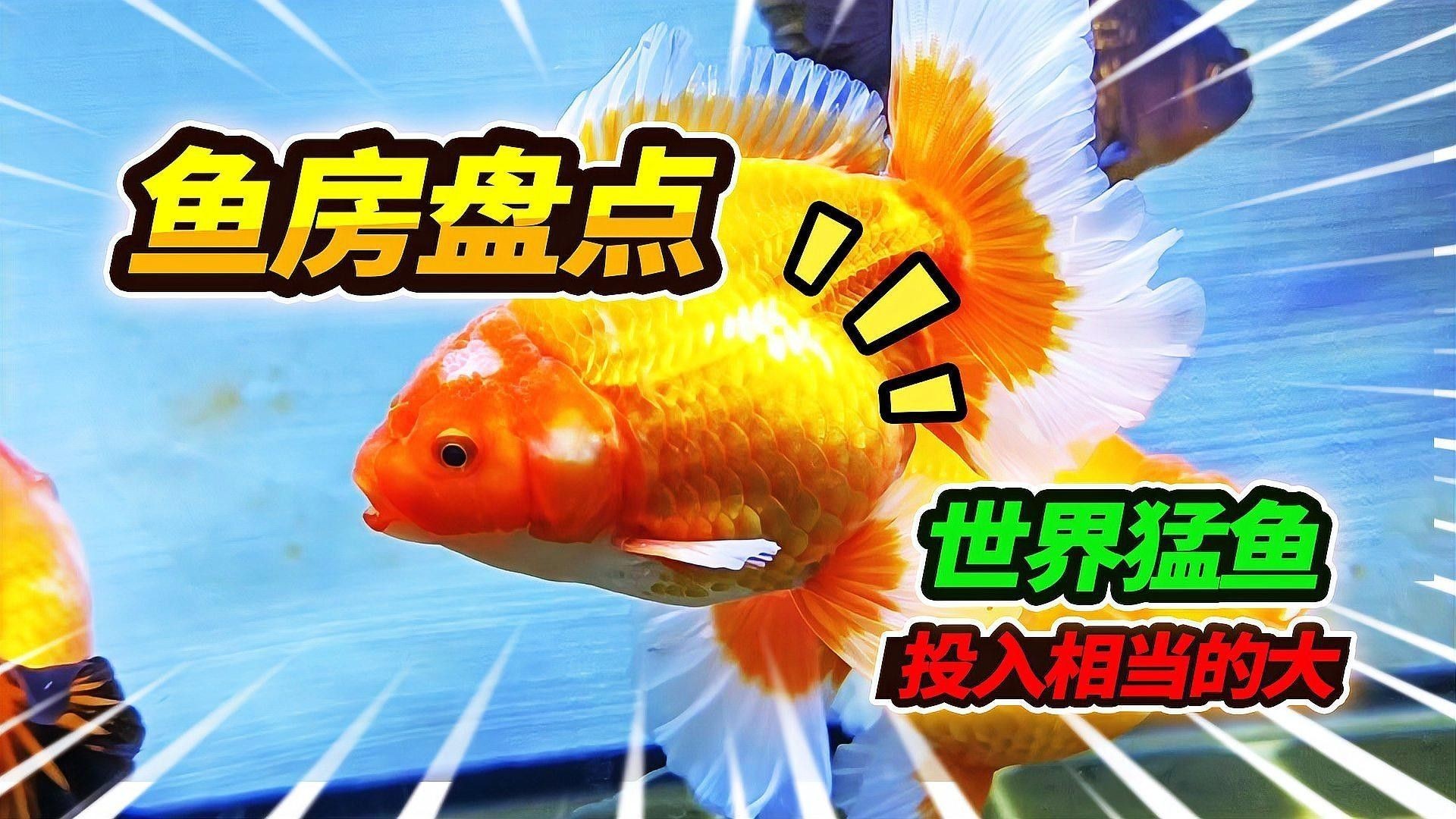 巴西亞魚的最佳混養搭配
