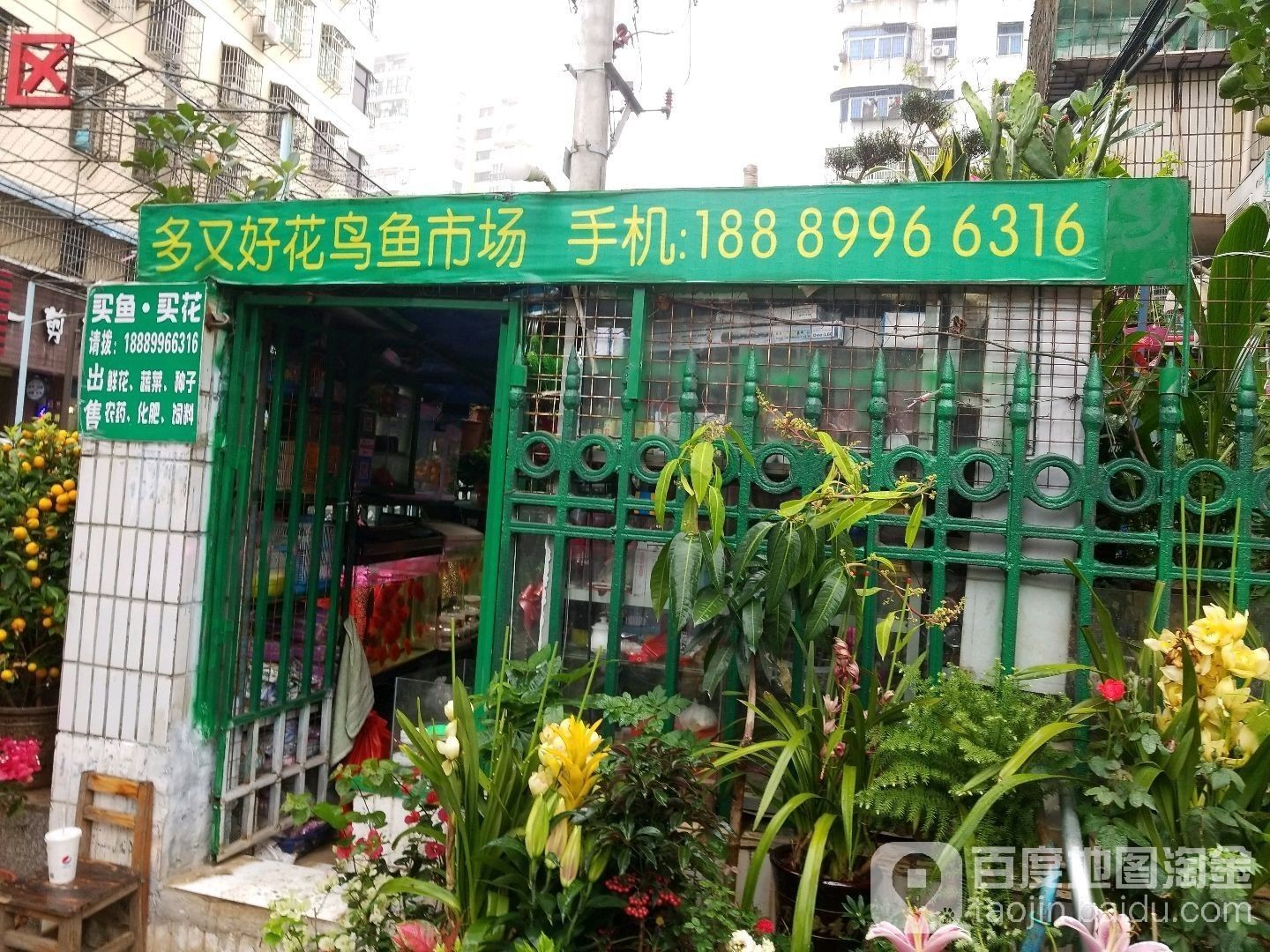 海口花鳥魚市場(chǎng)哪家金龍魚批發(fā)好（海口花鳥魚市場(chǎng)哪家金龍魚批發(fā)好海口花鳥魚市場(chǎng)哪家好）