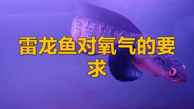 紅龍魚的飼養方法，紅龍魚一個月能長多大