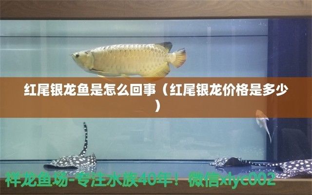 彩虹雷龍魚分公母圖片(彩虹雷龍公魚和母魚哪個(gè)漂亮) 彩虹雷龍魚分公母圖片(彩虹雷龍公魚和母魚哪個(gè)漂亮) 觀賞魚百科
