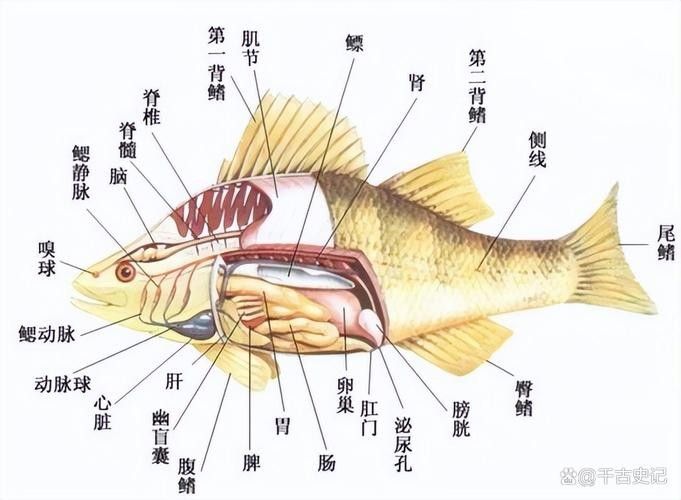 龍魚內部結構詳細圖 龍魚百科 第6張 龍魚內部結構詳細圖 龍魚內部結構詳細圖 龍魚百科 第6張