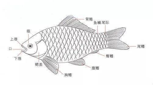 龍魚內部結構詳細圖 龍魚百科 第5張 龍魚內部結構詳細圖 龍魚內部結構詳細圖 龍魚百科 第5張