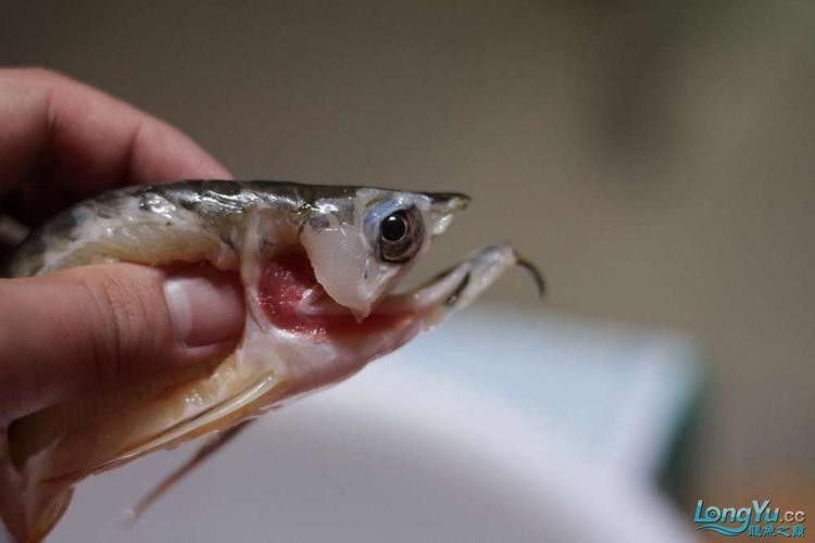 龍魚內部結構詳細圖 龍魚百科 第7張 龍魚內部結構詳細圖 龍魚內部結構詳細圖 龍魚百科 第7張