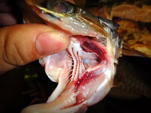 龍魚內部結構詳細圖 龍魚百科 第15張 龍魚內部結構詳細圖 龍魚內部結構詳細圖 龍魚百科 第15張