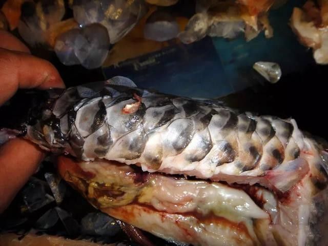 龍魚內部結構詳細圖 龍魚百科 第18張 龍魚內部結構詳細圖 龍魚內部結構詳細圖 龍魚百科 第18張
