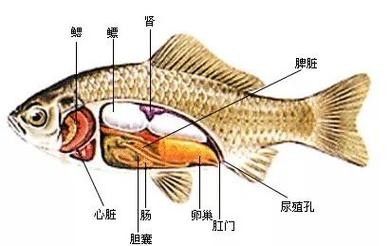 龍魚內部結構詳細圖 龍魚百科 第14張 龍魚內部結構詳細圖 龍魚內部結構詳細圖 龍魚百科 第14張