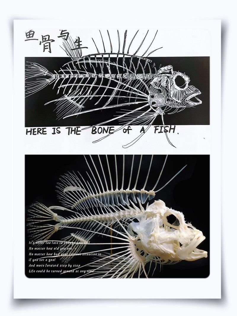 龍魚內部結構詳細圖 龍魚百科 第29張 龍魚內部結構詳細圖 龍魚內部結構詳細圖 龍魚百科 第29張