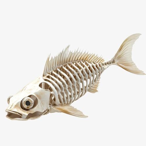 龍魚內部結構詳細圖 龍魚百科 第26張 龍魚內部結構詳細圖 龍魚內部結構詳細圖 龍魚百科 第26張