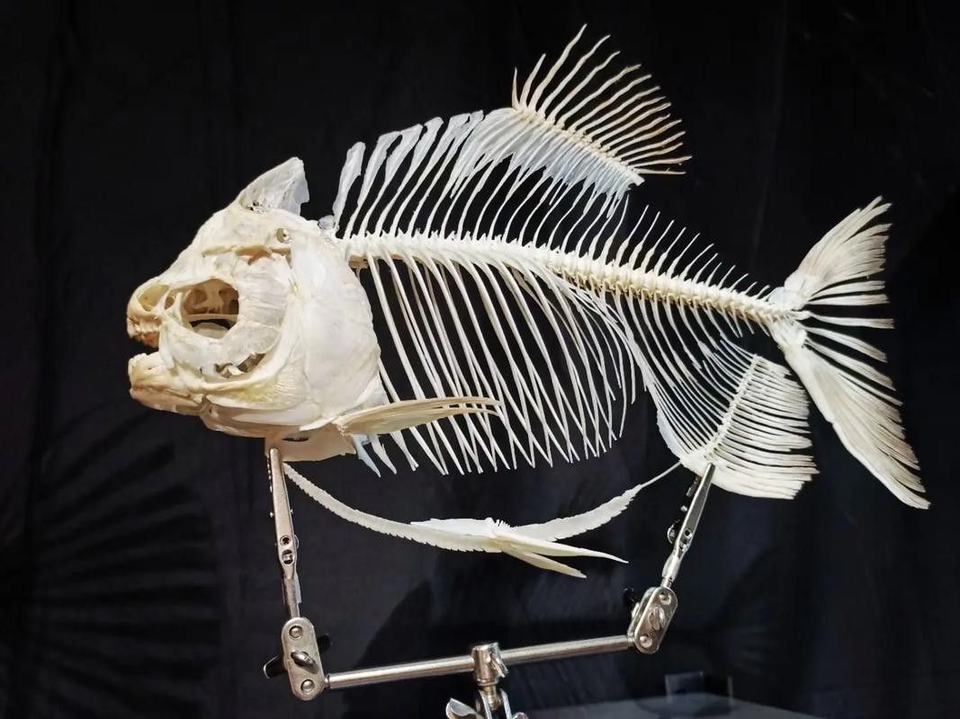 龍魚內部結構詳細圖 龍魚百科 第33張 龍魚內部結構詳細圖 龍魚內部結構詳細圖 龍魚百科 第33張