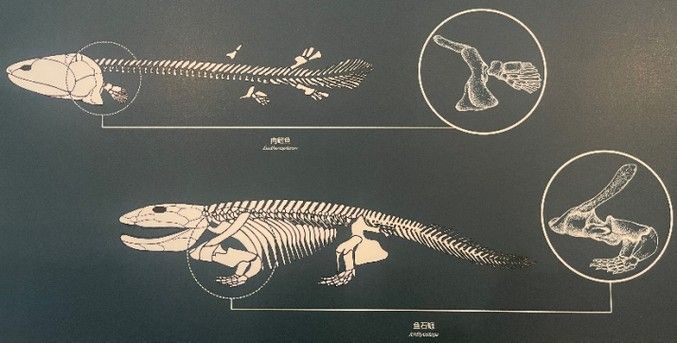 龍魚內部結構詳細圖 龍魚百科 第37張 龍魚內部結構詳細圖 龍魚內部結構詳細圖 龍魚百科 第37張