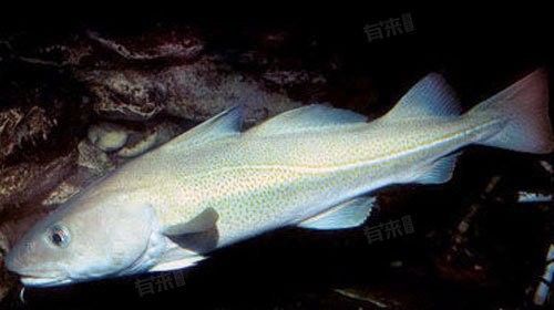 喬家鰲魚有哪些營養(yǎng)價(jià)值