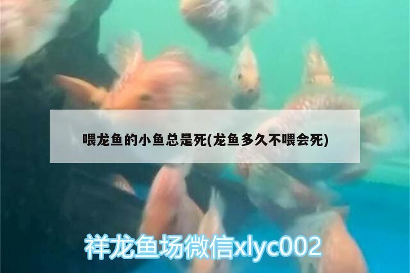 喂龍魚的小魚總是死(龍魚多久不喂會(huì)死)（關(guān)于喂龍魚的小魚總是死和龍魚多久不喂會(huì)死的介紹） 喂龍魚的小魚總是死(龍魚多久不喂會(huì)死)（關(guān)于喂龍魚的小魚總是死和龍魚多久不喂會(huì)死的介紹） 觀賞魚百科