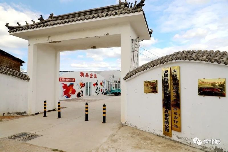 如何聯系天津龍魚批發市場的商家（天津龍魚批發市場的商家如何有效聯系到他們至關重要） 如何聯系天津龍魚批發市場的商家（天津龍魚批發市場的商家如何有效聯系到他們至關重要） 龍魚百科 第3張