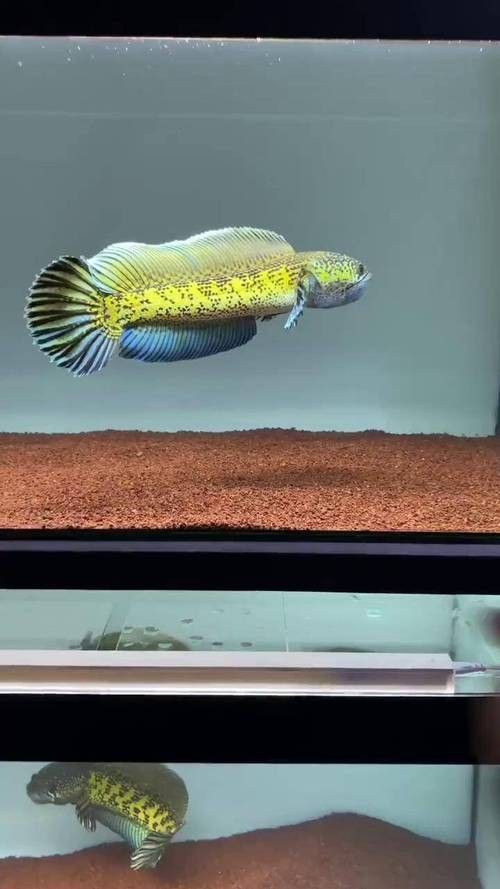 巴卡雷龍魚適合新手養嗎（卡雷龍魚適合新手養的魚類，適合新手養的魚類） 巴卡雷龍魚適合新手養嗎（卡雷龍魚適合新手養的魚類，適合新手養的魚類） 龍魚百科 第3張