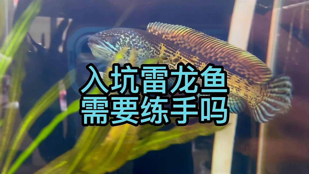 巴卡雷龍魚適合新手養嗎（卡雷龍魚適合新手養的魚類，適合新手養的魚類） 巴卡雷龍魚適合新手養嗎（卡雷龍魚適合新手養的魚類，適合新手養的魚類） 龍魚百科 第12張