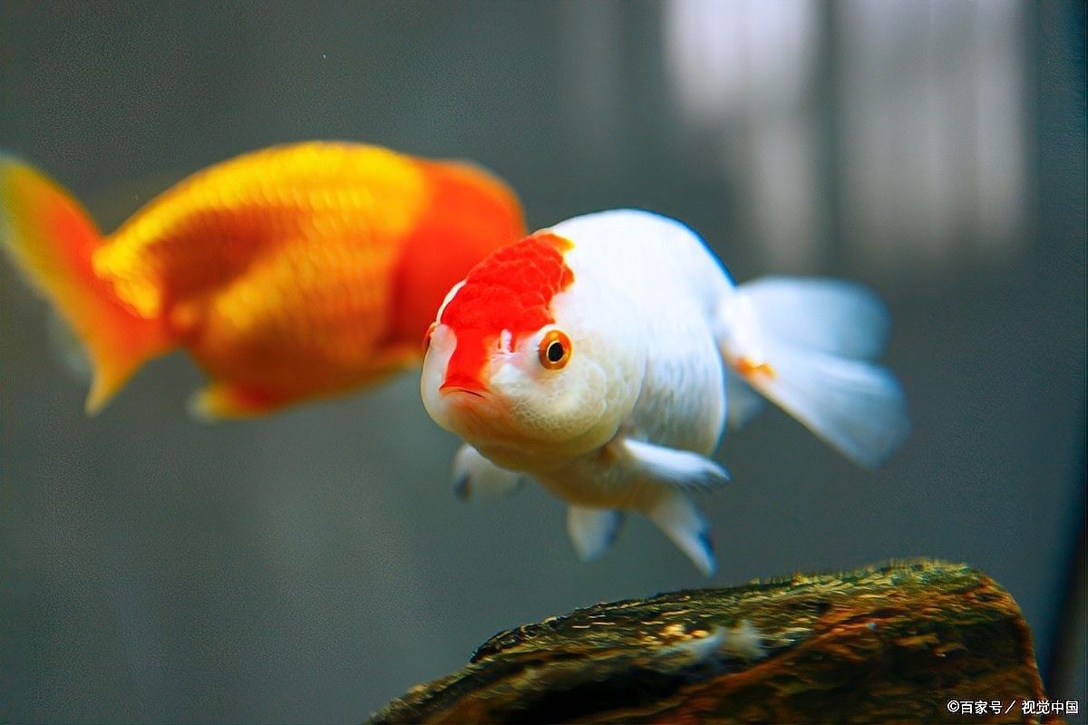 巴卡雷龍魚適合新手養嗎（卡雷龍魚適合新手養的魚類，適合新手養的魚類） 巴卡雷龍魚適合新手養嗎（卡雷龍魚適合新手養的魚類，適合新手養的魚類） 龍魚百科 第13張