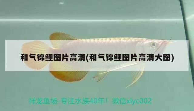 和氣錦鯉圖片高清(和氣錦鯉圖片高清大圖)