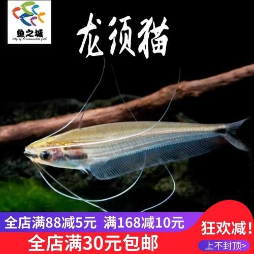 混養(yǎng)龍須貓和貓魚(yú)的最佳搭配（龍須貓和貓魚(yú)混養(yǎng)的注意事項(xiàng)）