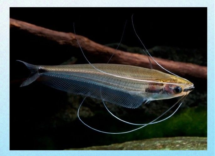 混養(yǎng)龍須貓和貓魚(yú)的最佳搭配（龍須貓和貓魚(yú)混養(yǎng)的注意事項(xiàng)）