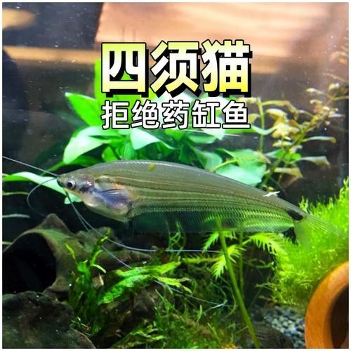 混養龍須貓和貓魚的最佳搭配（龍須貓和貓魚混養的注意事項）