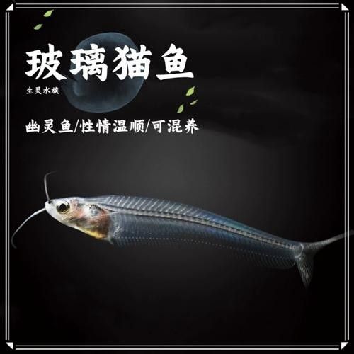 混養(yǎng)龍須貓和貓魚(yú)的最佳搭配（龍須貓和貓魚(yú)混養(yǎng)的注意事項(xiàng)）